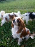 Cavalier King Charles Spaniel con pedigree CavalierKingCharlesSpanielconpedigree1234.jpg