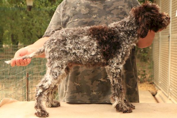Lagotto romagnolo - cucciolo maschio 1 lagottoromagnolocucciolomaschi-68ab502525193.jpg