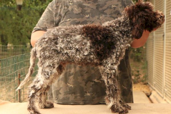 Lagotto romagnolo - cucciolo maschio 1 lagottoromagnolocucciolomaschi-68ab502ca17e6.jpg