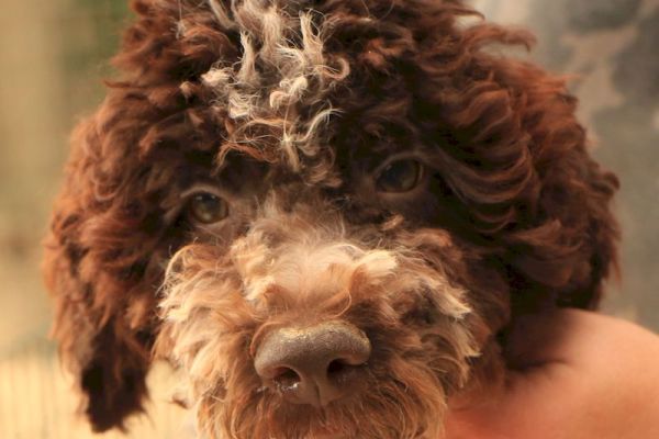 Lagotto romagnolo - cucciolo maschio 1 lagottoromagnolocucciolomaschi-68ab5031b5c48.jpg
