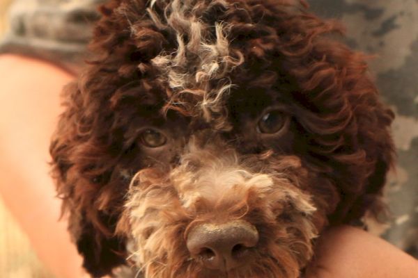 Lagotto romagnolo - cucciolo maschio 1 lagottoromagnolocucciolomaschi-68ab5036d362b.jpg