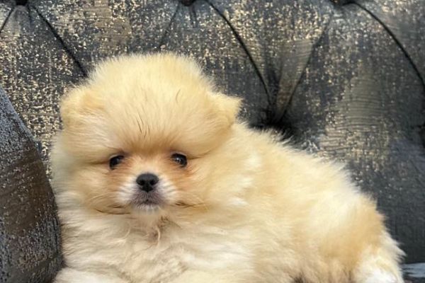 Spitz di Pomerania cuccioli spitzdipomeraniacuccioli12.jpg