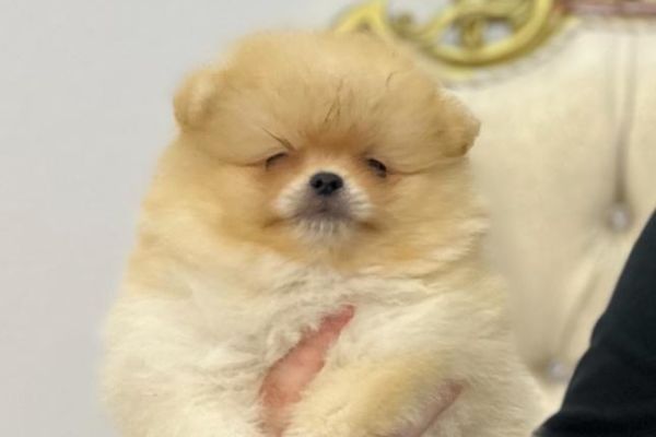 Spitz di Pomerania cuccioli spitzdipomeraniacuccioli123.jpg