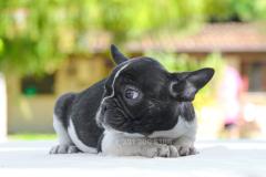 Cucciola di French Bulldog bianca nera CuccioladiFrenchBulldogbiancanera.jpg