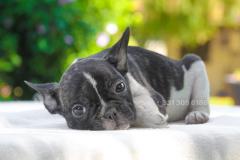 Cucciola di French Bulldog bianca nera CuccioladiFrenchBulldogbiancanera1.jpg