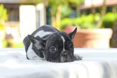 Cucciola di French Bulldog bianca nera CuccioladiFrenchBulldogbiancanera12.jpg