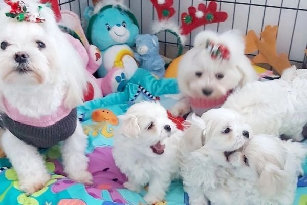 Maltese cuccioli pronti maltesecucciolipronti.jpg