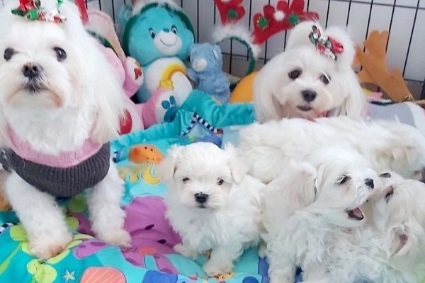 Maltese cuccioli pronti maltesecucciolipronti1.jpg