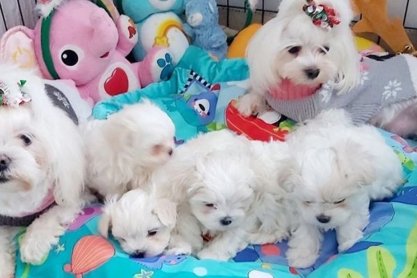 Maltese cuccioli pronti maltesecucciolipronti12.jpg