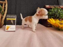 Chihuahua femmina Mosca ChihuahuafemminaMosca123.jpg