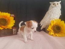 Chihuahua femmina Mosca ChihuahuafemminaMosca1234.jpg