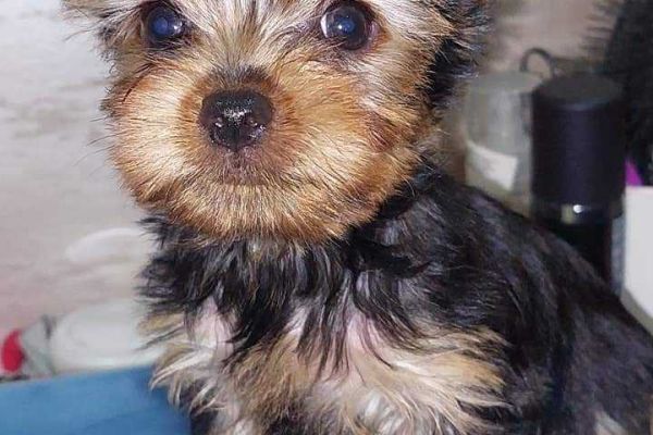 Yorkshire Terrier (Yorkie) cuccioli yorkshireterrieryorkiecuccioli12345.jpg