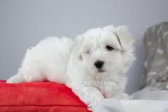 Maltese cucciolo disponibile Maltesecucciolodisponibile1.jpg