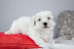 Maltese cucciolo disponibile Maltesecucciolodisponibile12.jpg
