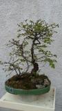 bonsai carpino nero bonsaicarpinonero.jpg