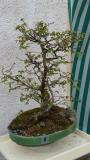 bonsai carpino nero