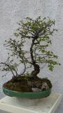 bonsai carpino nero