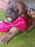 Chow Chow Cuccioli, Hunde, Chiots, Puppy ChowChowCuccioliHundeChiotsPuppy-6145ff746d1cf.jpg