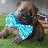 Chow Chow Cuccioli, Hunde, Chiots, Puppy ChowChowCuccioliHundeChiotsPuppy-6145ff7a51e87.jpg