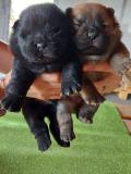 Chow Chow Cuccioli, Hunde, Chiots, Puppy ChowChowCuccioliHundeChiotsPuppy-6145ff7e48413.jpg