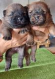 Chow Chow Cuccioli, Hunde, Chiots, Puppy ChowChowCuccioliHundeChiotsPuppy-6145ff7e62994.jpg