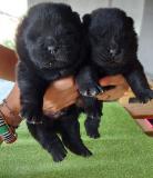 Chow Chow Cuccioli, Hunde, Chiots, Puppy ChowChowCuccioliHundeChiotsPuppy-6145ff82370d1.jpg