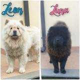 Chow Chow Cuccioli, Hunde, Chiots, Puppy ChowChowCuccioliHundeChiotsPuppy-6145ff8251611.jpg