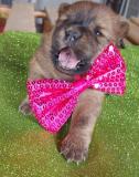 Chow Chow Cuccioli, Hunde, Chiots, Puppy ChowChowCuccioliHundeChiotsPuppy-6145ff82aba60.jpg