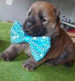 Chow Chow Cuccioli, Hunde, Chiots, Puppy ChowChowCuccioliHundeChiotsPuppy-6145ff834aaab.jpg