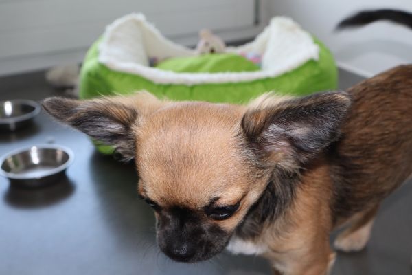 Chihuahua a pelo lungo chihuahuaapelolungo-66a0b0b407742.jpg