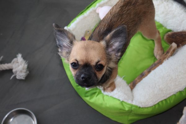 Chihuahua a pelo lungo chihuahuaapelolungo-66a0b0d148a48.jpg