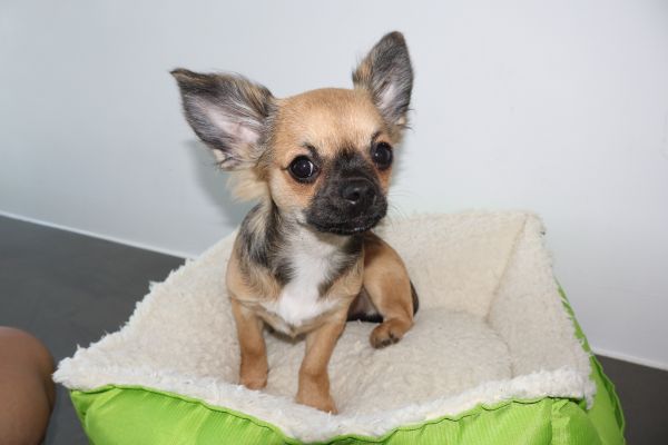 Chihuahua a pelo lungo chihuahuaapelolungo-66a0b10cafc7c.jpg