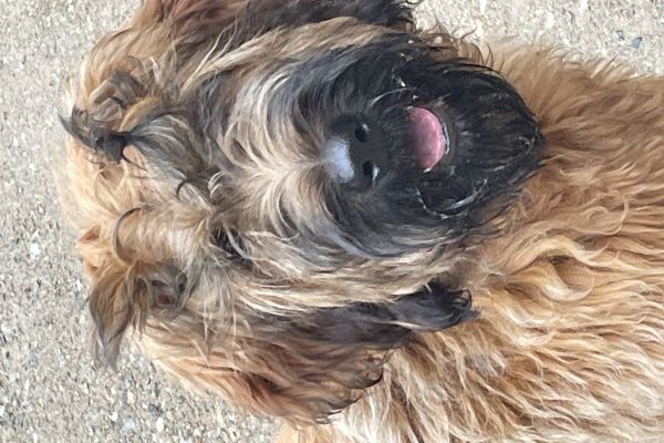 Cucciolona 9 mesi cucciolona9mesi.jpeg