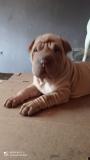 Sharpei cuccioli Sharpeicuccioli.jpg