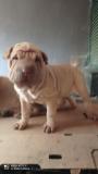 Sharpei cuccioli Sharpeicuccioli1.jpg