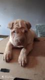 Sharpei cuccioli Sharpeicuccioli12.jpg