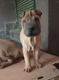 Sharpei cuccioli Sharpeicuccioli123.jpg