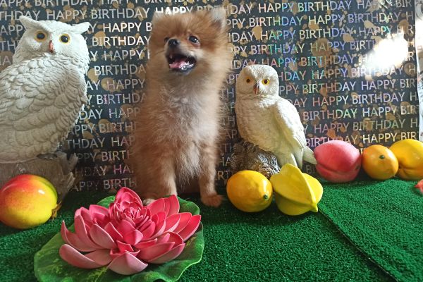 Spitz di Pomerania maschio arancio spitzdipomeraniamaschioarancio1.jpg
