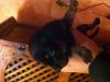 cuccioli di pinscher 453531a.jpg