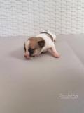 stupendi cuccioli di chihuahua stupendicucciolidichihuahua1.jpg
