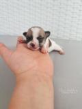 stupendi cuccioli di chihuahua stupendicucciolidichihuahua123.jpg