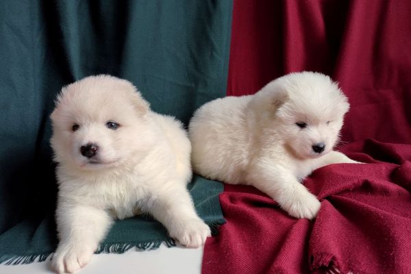 Cuccioli di Samoiedo cucciolidisamoiedo.jpg