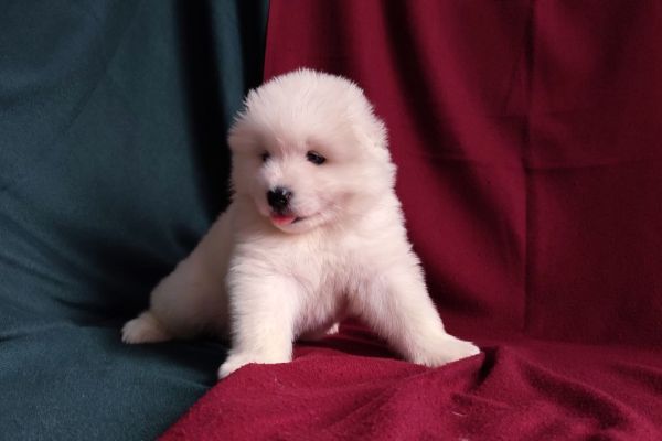 Cuccioli di Samoiedo cucciolidisamoiedo1.jpg