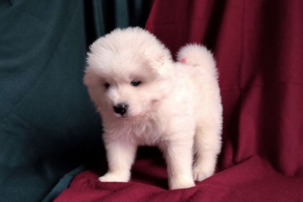 Cuccioli di Samoiedo cucciolidisamoiedo12.jpg