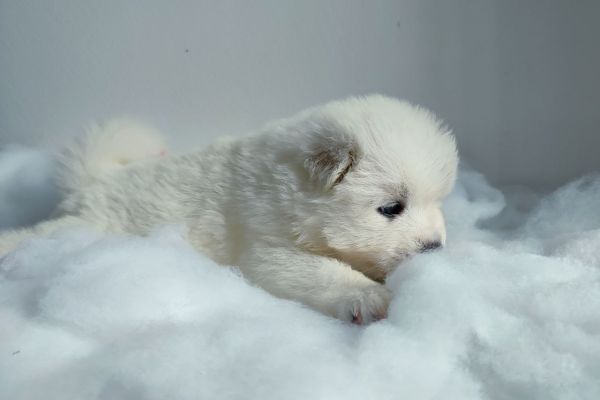 Cuccioli di Samoiedo cucciolidisamoiedo123.jpg
