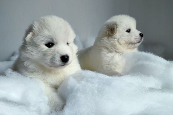 Cuccioli di Samoiedo cucciolidisamoiedo1234.jpg
