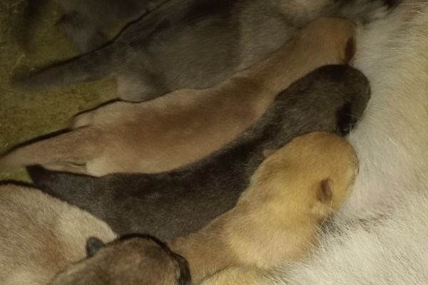 Cane lupo di saarloos canelupodisaarloos1.jpg