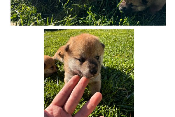Cuccioli di schiba inu cucciolidischibainu1.jpeg