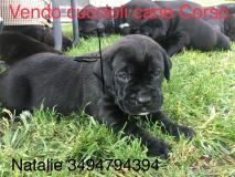 Cuccioli cane Corso CucciolicaneCorso-5d0fbdf977372.jpg