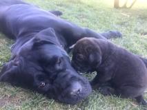 Cuccioli cane Corso CucciolicaneCorso-5d0fbdfb865a8.jpg